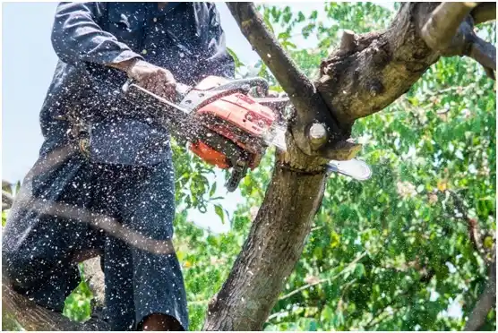 tree services Polk